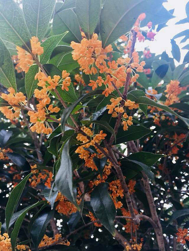 flowerplus花加:桂花的养殖方式和常见问题