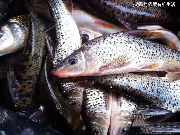 原创这种鱼生活在水流湍急的河流中体侧布满黑斑用来红烧非常美味