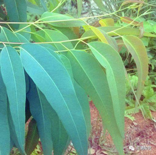 桉树叶在澳大利亚,加利福尼亚和智利的赤霞珠葡萄酒