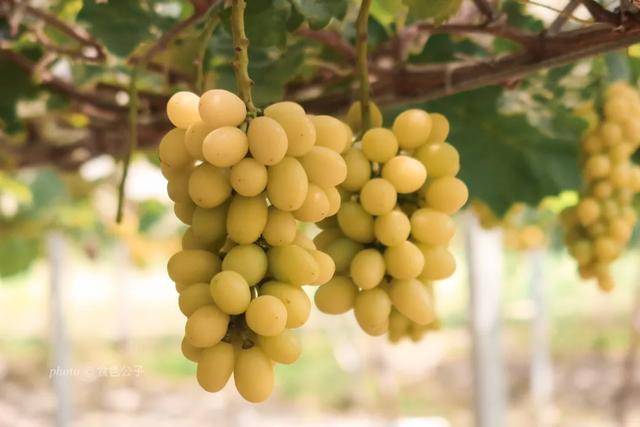 广州周边游丨南雄自驾新玩法,绝不能错过的黄金香印葡萄
