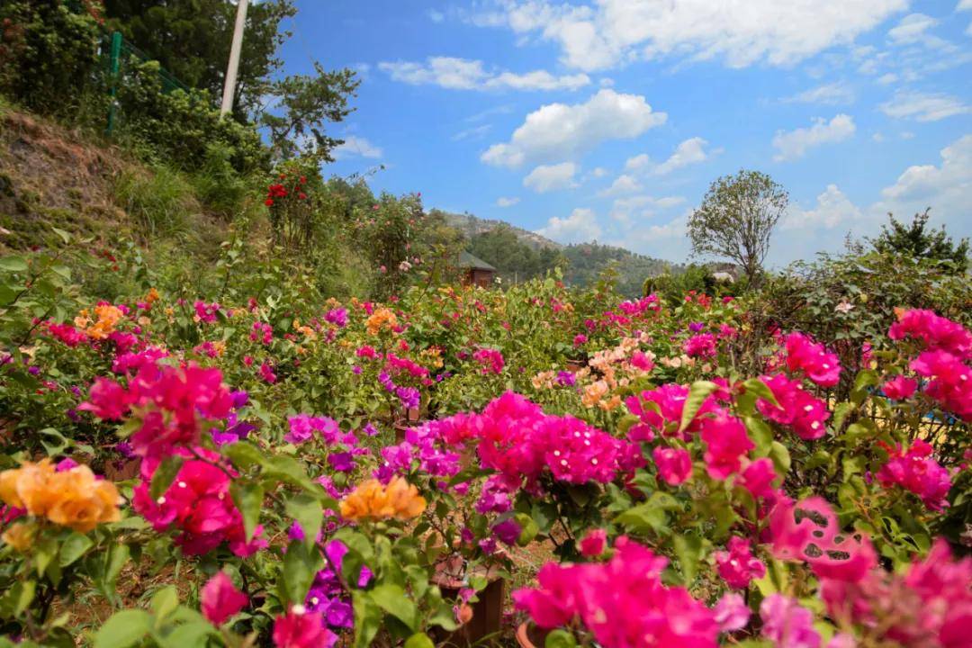 茶陵县茶乡花海景区漫步初秋风景静赏花色正浓