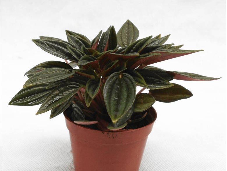 红天使椒草的株型小巧,叶片较为肥厚,叶色较为独特,将其摆放在茶几