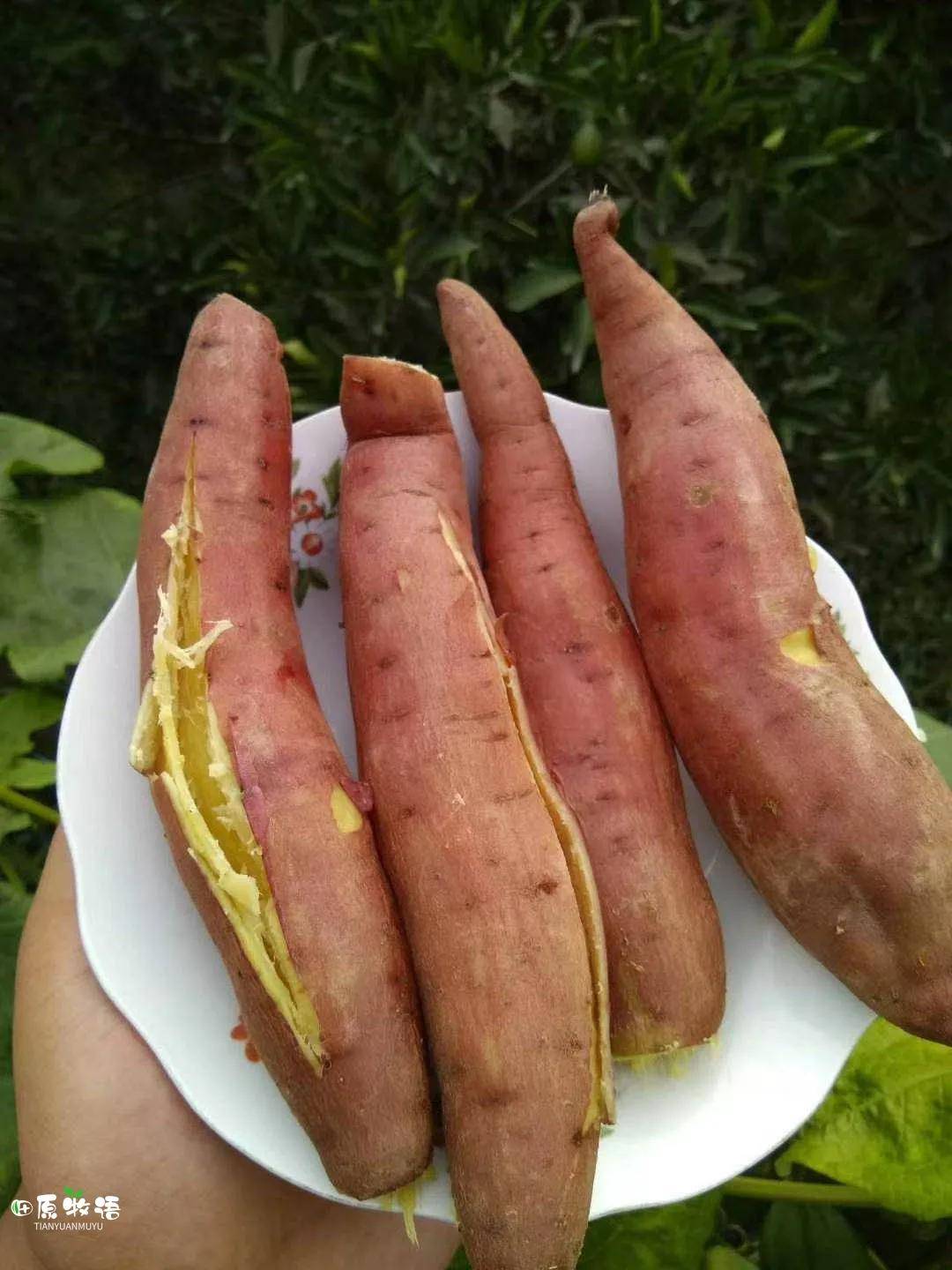 田原牧语临潼板栗蜜薯香甜无丝口感软糯似板栗