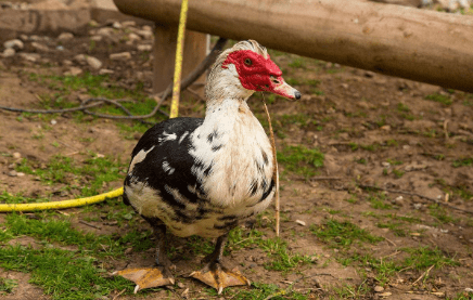 足像鸭身体似鹅,浑身散发麝香味,3个月就出栏,10元1斤很少人养
