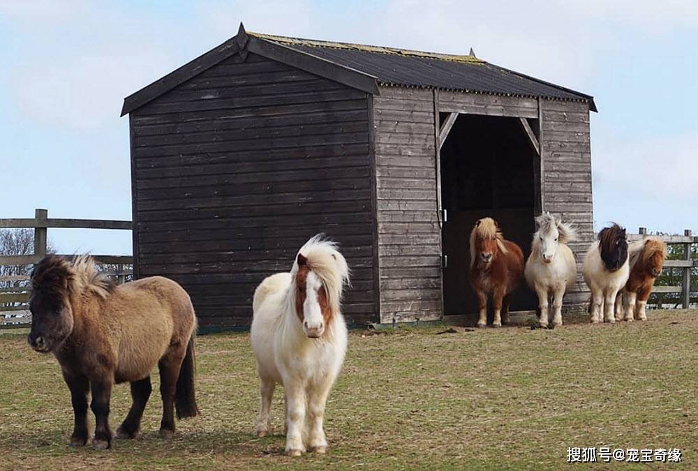 小矮马的确很可爱,但可不是什么人都能养的,来看看它们背后的故事吧