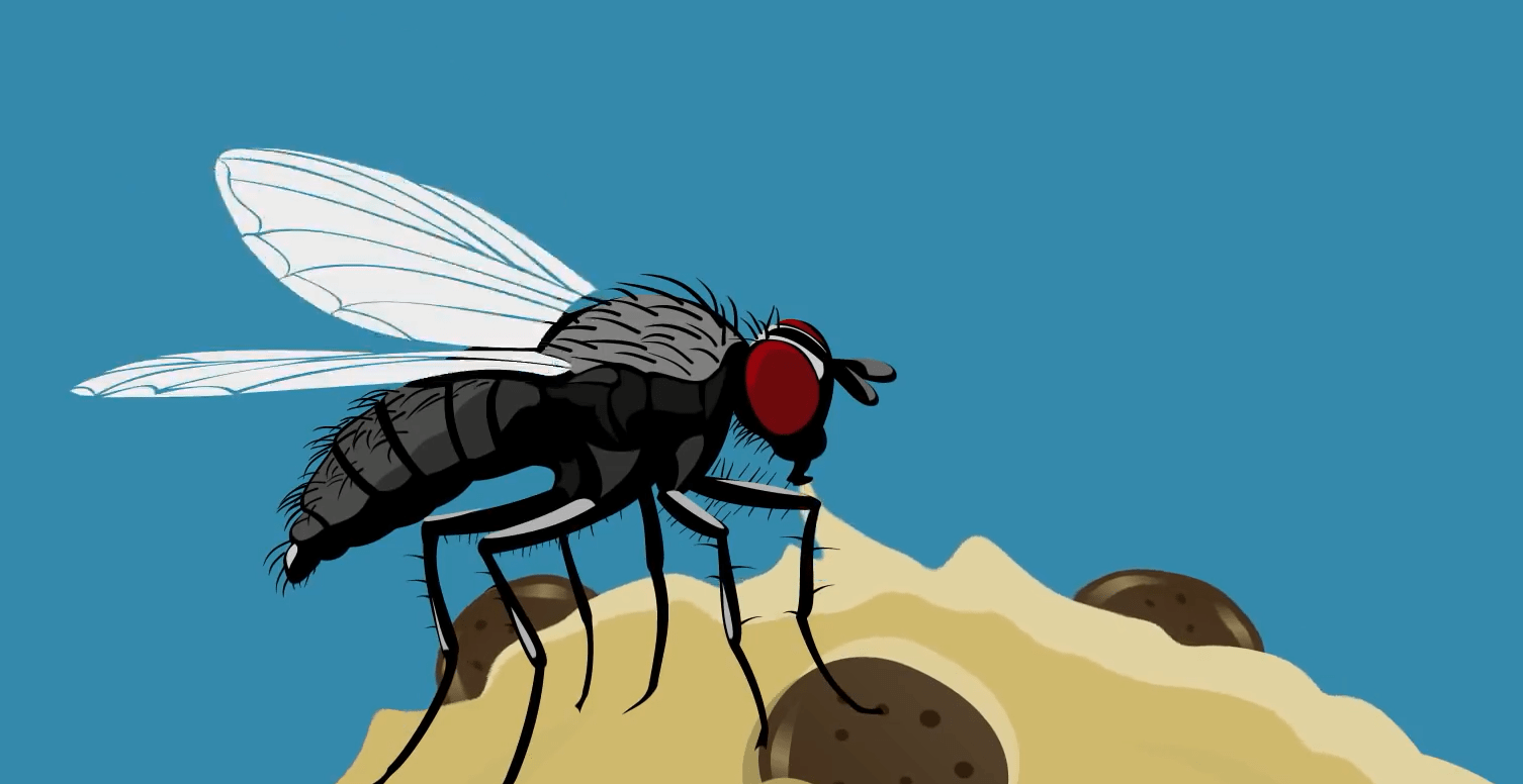 苍蝇是如何叮食的,被叮过食物该继续吃吗?
