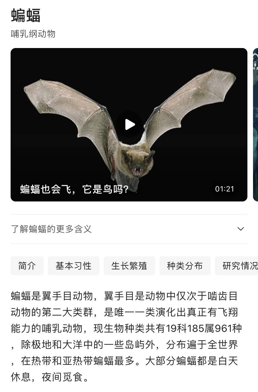 关于蝙蝠的介绍,有基本特点介绍,有身体结构,有觅食和食性,有捕猎方式