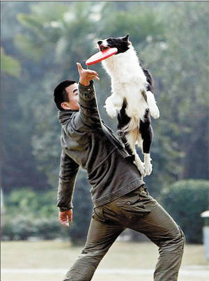 训狗视频教程训狗常用的17个口令训练