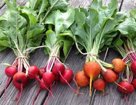 正值九月,常食用这种蔬菜,保护肝脏,降低血压,对身体好_甜菜