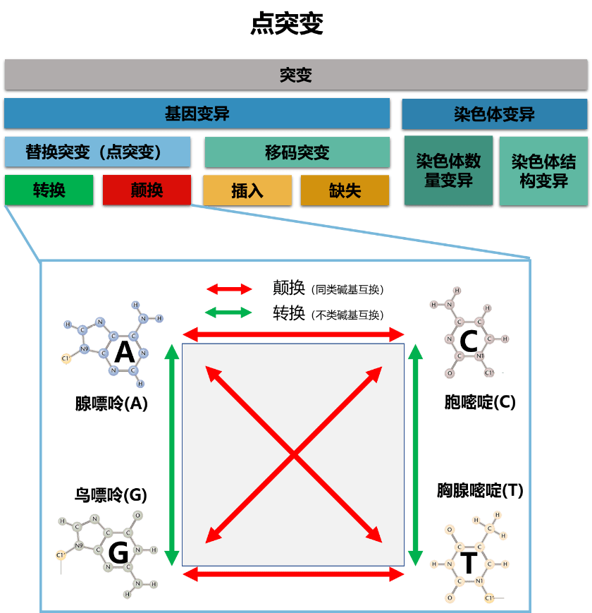 点突变大小鼠