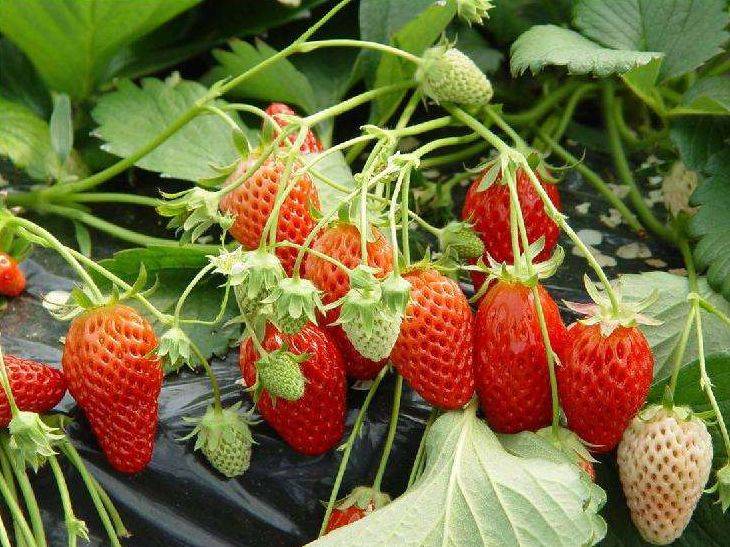原创草莓管理果实生长又红又娇嫩吃起来甜美可口真幸福