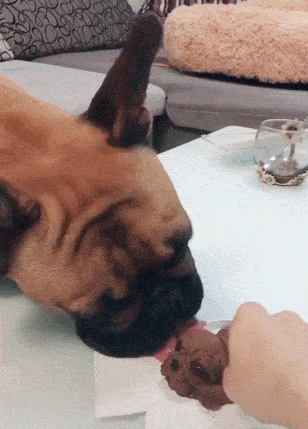 原创狗狗把蛋糕当孩子主人一刀切下去狗子心疼的舔舔