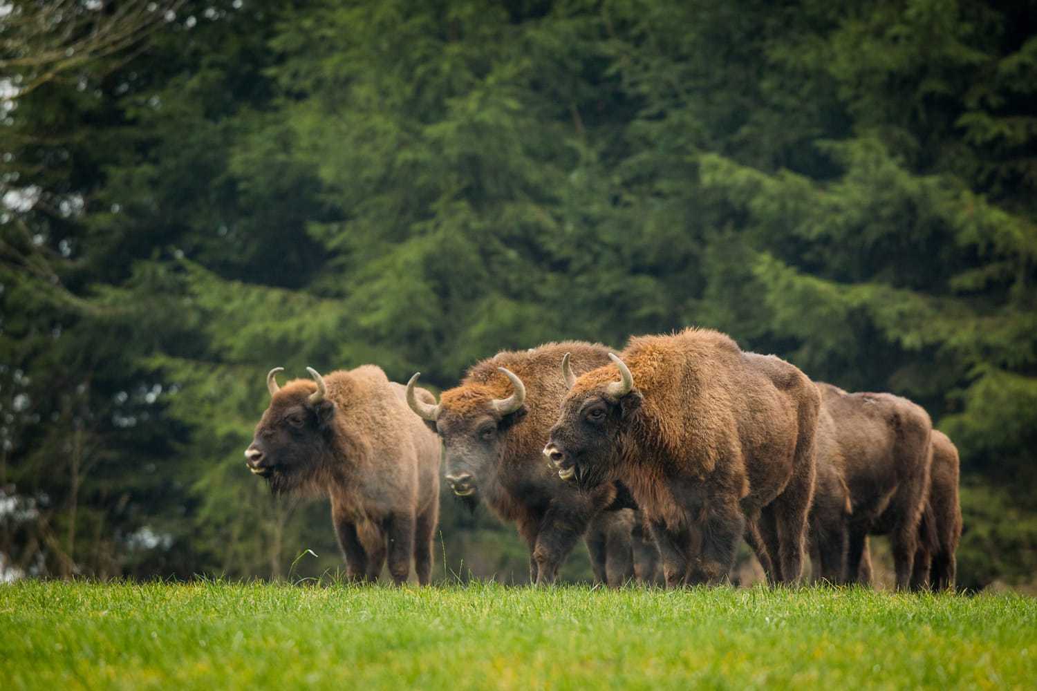 波兰比亚沃维耶扎国家公园