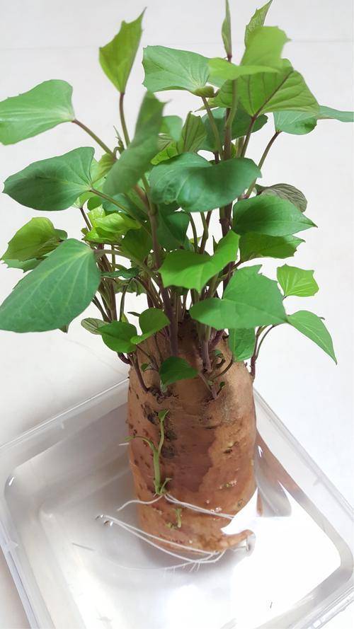 原创这3种蔬菜随便往土里一扔一个星期就能发芽长成漂亮的盆景