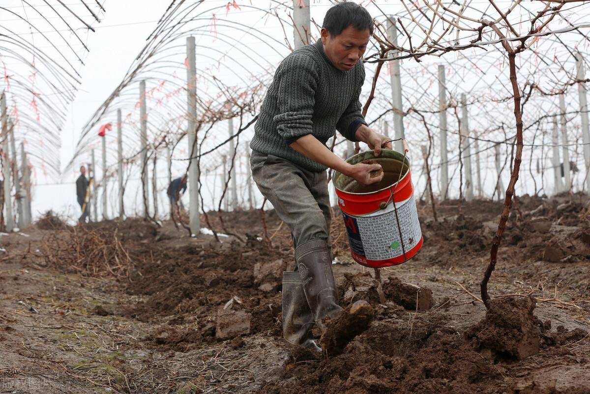 专家提醒:秋季果树施肥一定要这么做!