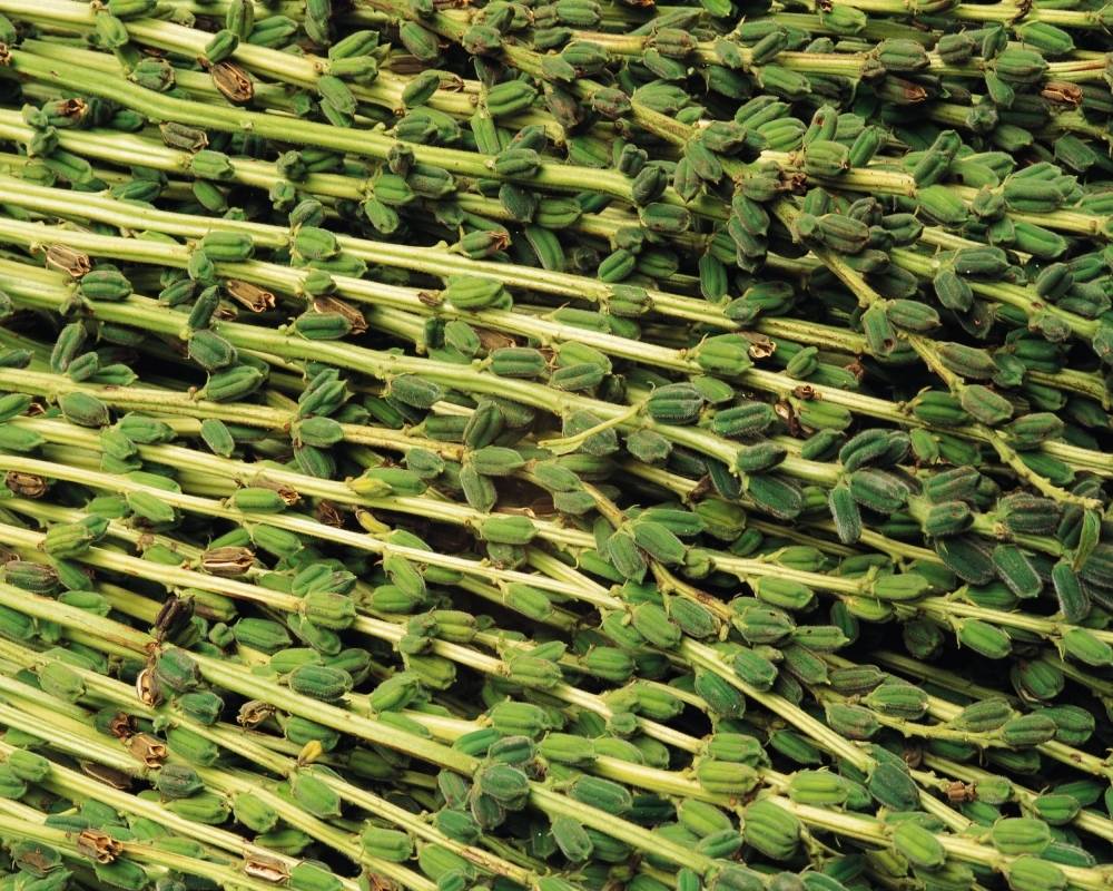 芝麻想高产,这些注意事项要牢记!