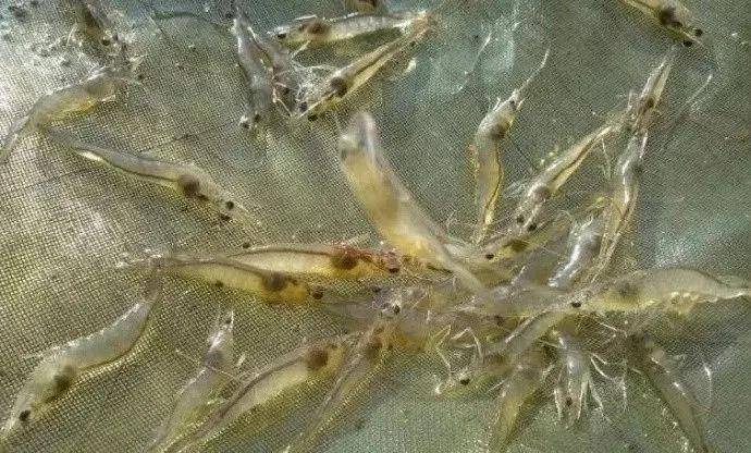 氨氮超标严重首先应该大量换水稀释虾塘里的氨氮含量,其次用em菌来