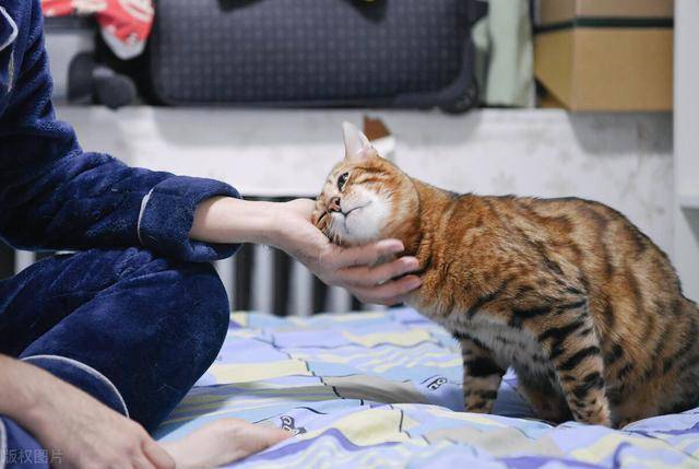 你可能不知道的养猫好处,看看养猫对人心理都有哪些好处?_猫咪