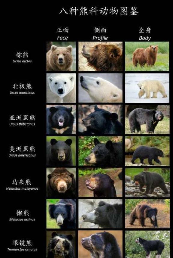 世界最大的温带雨林中,生活着一种比大熊猫还要稀少的熊科动物