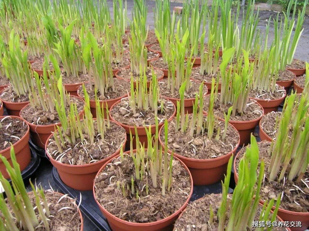 马蹄莲栽种攻略,从购买种球到盆土选择,教你如何年年养开花