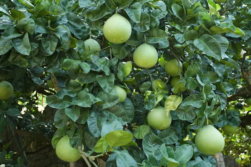 马站百年香柚树竞拍!赶紧来围观_手机搜狐网