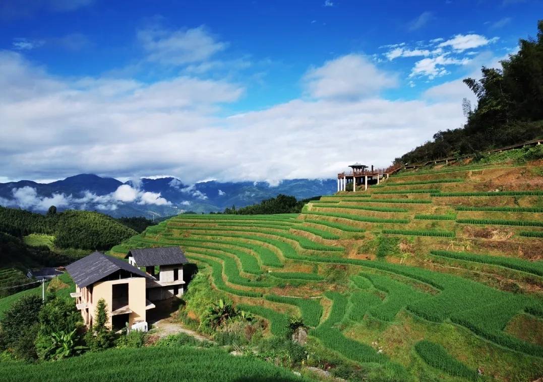 中国最大的客家梯田——上堡梯田,秋日里释放美丽的金色明珠_手机搜狐