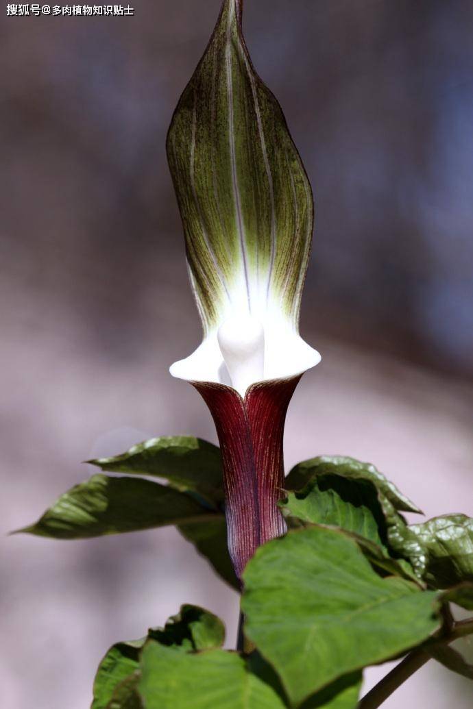 天南星科的块根盆栽白色系的雪饼草