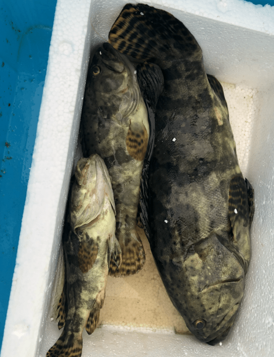 3号子线七号小钩海钓3斤重石斑鱼是鱼活该还是我有口福