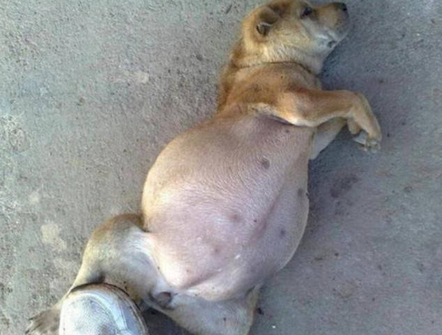 越看越觉得有点不像是怀了孕的狗狗,因为那肚子上下都鼓,就像一个球一