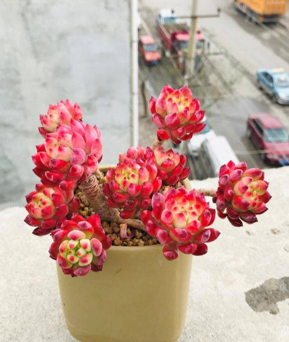 多肉变成"果冻色"?就3个小条件,美成"胖娃娃",人见人夸