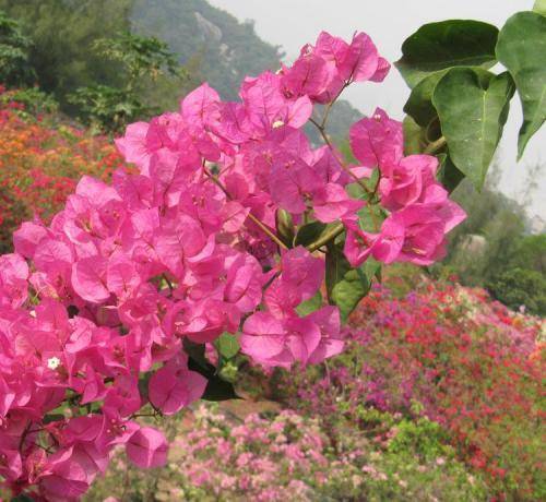 這類三角梅都是很勤花的,養一棵一年四季不愁沒花賞,宮粉類的,開花粉