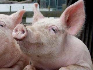 怎么挑选猪前蹄膀 4697d4edfeb84fbba0d20f1899c61252.jpeg