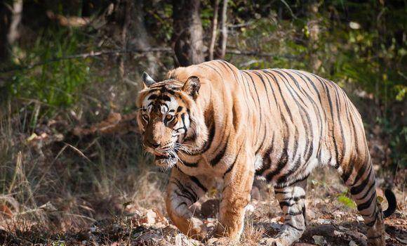传奇虎王巴梅拉:与十几只雄虎交战,体验了从巅峰到陨落的车轮战