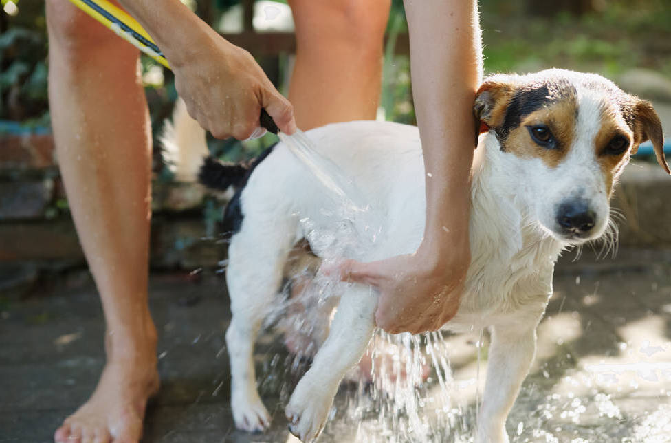 给狗狗洗澡不能忽略的五件事养宠人须知