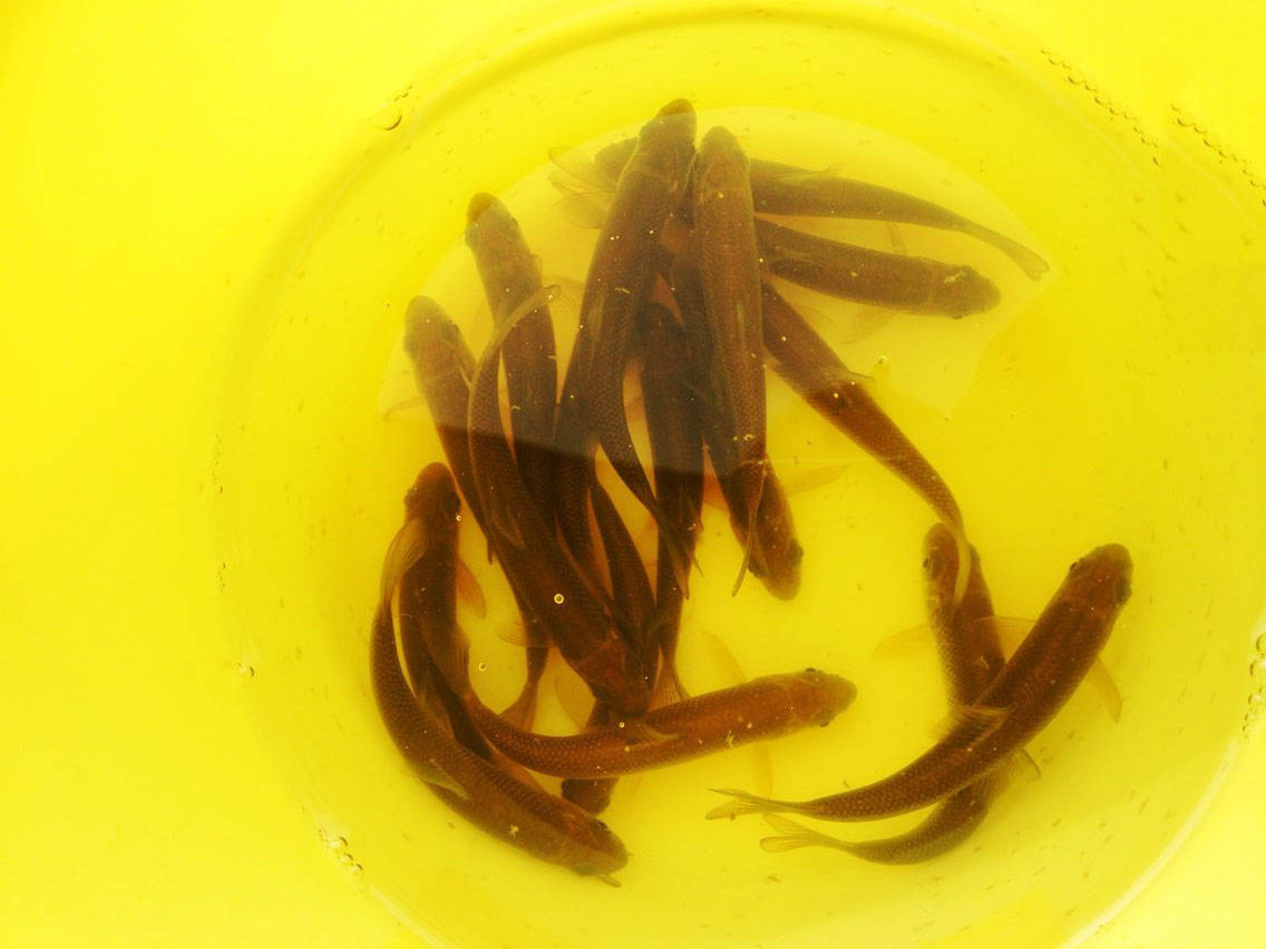 长不足20厘米,重不过百克"泰山赤鳞鱼"一种小型野生鱼类