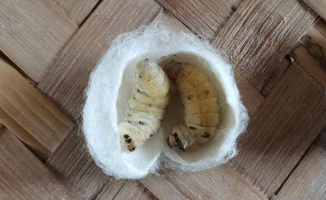 范雄伟:还原20年前古老的手工剥茧场景,手工丝绵如何制作的?