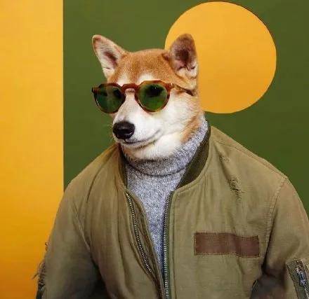 犬界超模bodhi真是太cool67了