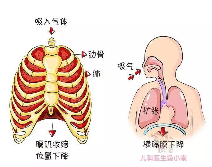 医生:肋骨外翻是缺钙吗?