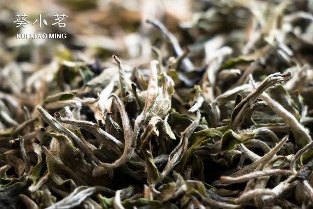 白茶发霉了还能喝吗?葵小茗为你解答