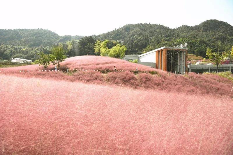 霍山花海旅游景点图片