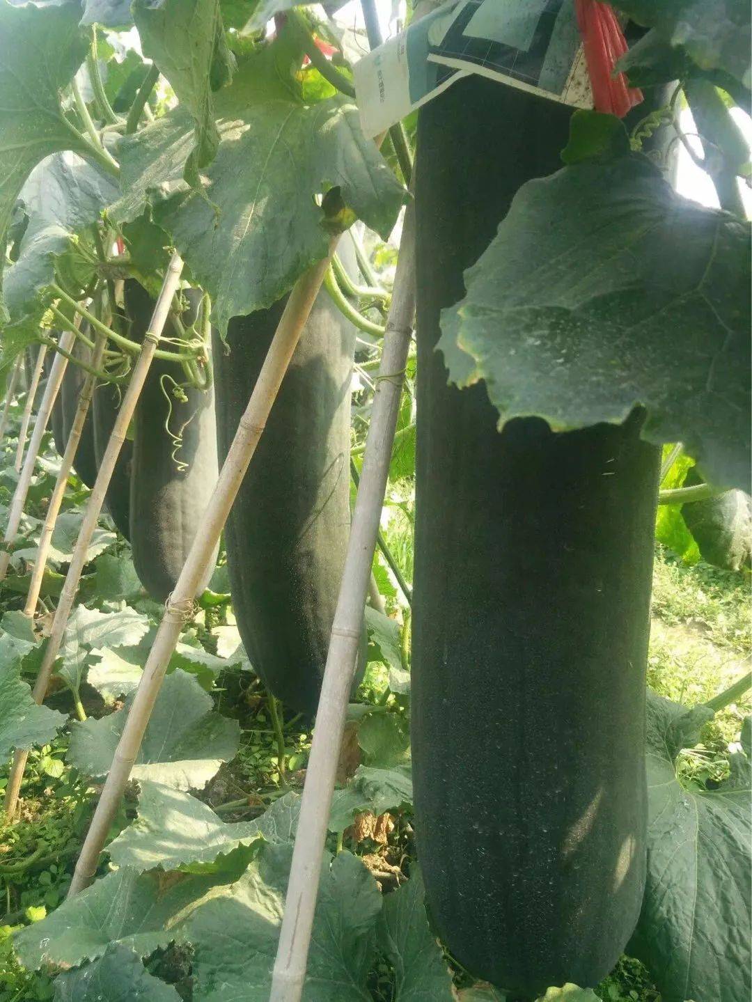 571斤当选冬瓜王英德黑皮冬瓜从箩底橙逆袭成白富美