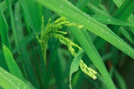 水稻生殖生長期可以分為拔節孕穗期,抽穗開花期,灌漿結實期;