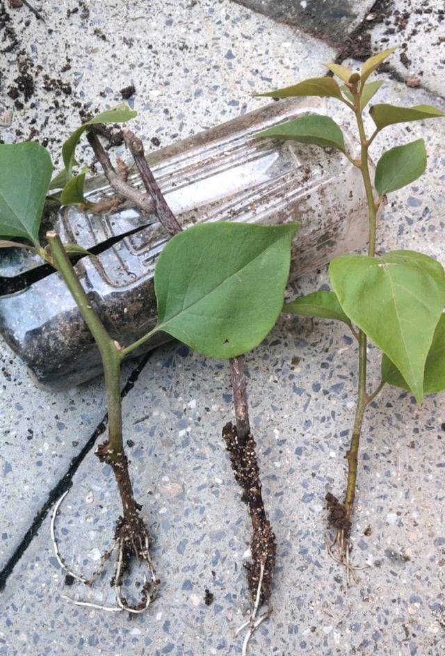 扦插的三角梅枝条根系少能移栽存活吗掌握2个重点轻松冒嫩芽