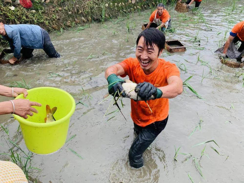 農民豐收節年年有漁西來鎮銅鼓村第二屆抓魚活動圓滿結束