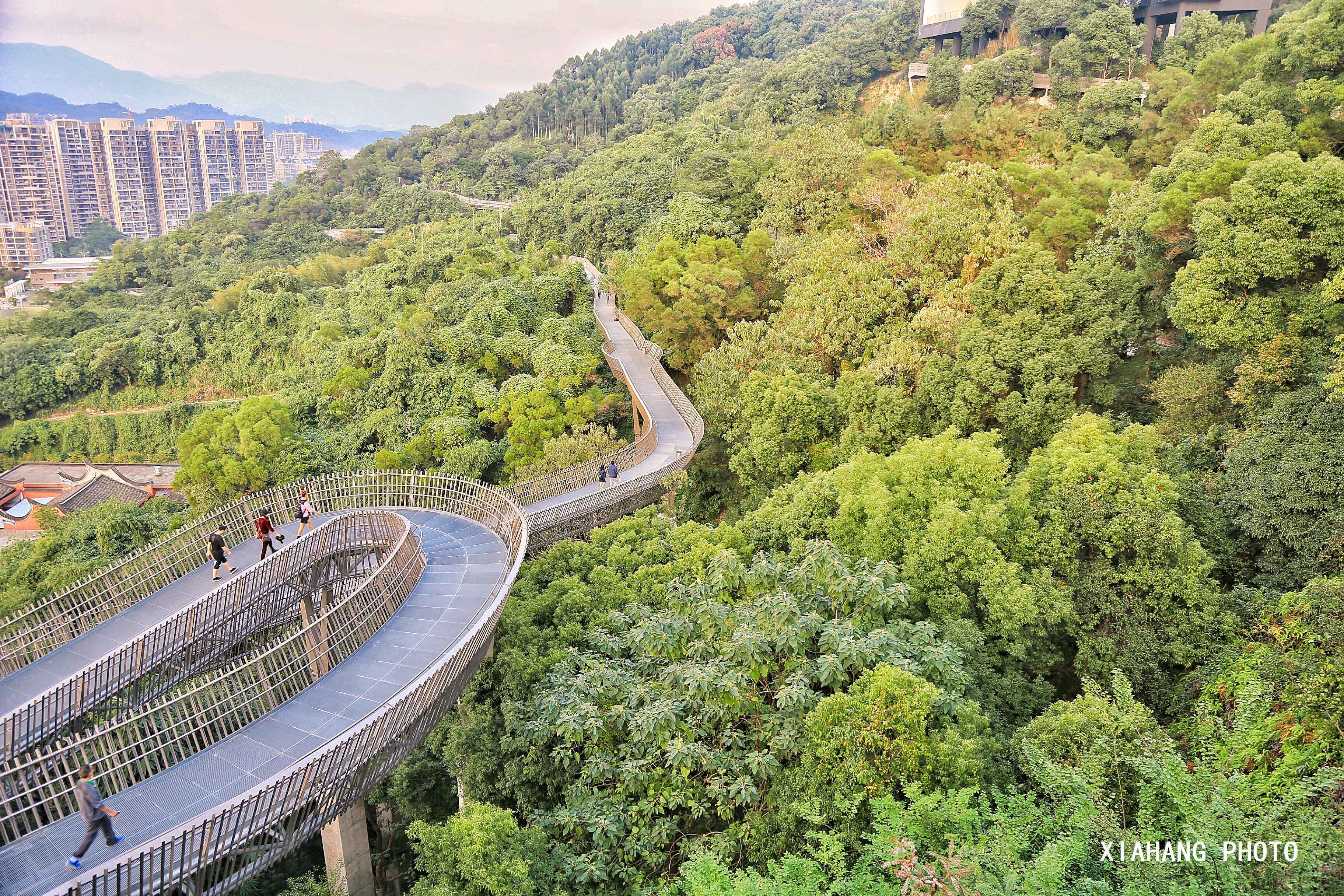 中国最美城市森林步道仿佛在森林上空行走免费对外开放