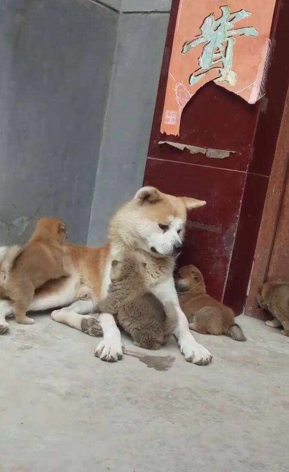 狗爸带狗崽们玩一天,面无表情,一脸无奈瘫坐在地!