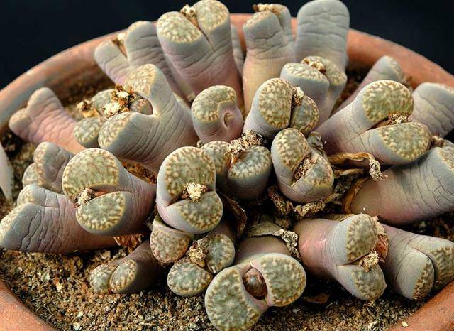 此5款多肉石生花颜色丰富多彩看着却像石头动物都不肯吃