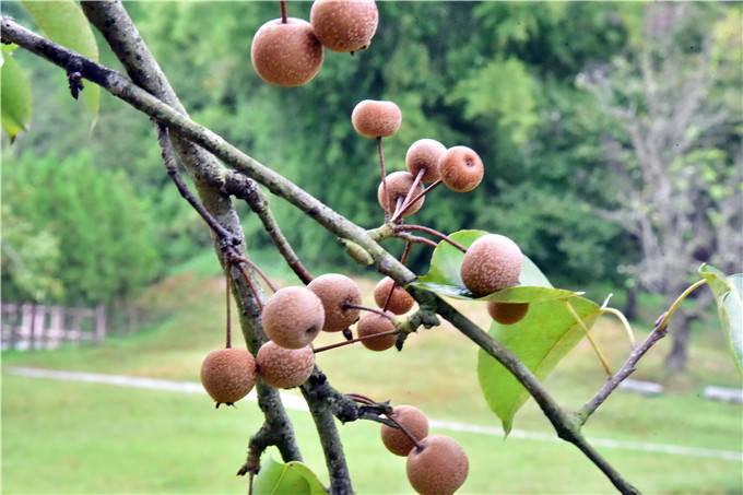 糖粒子树果子图片图片