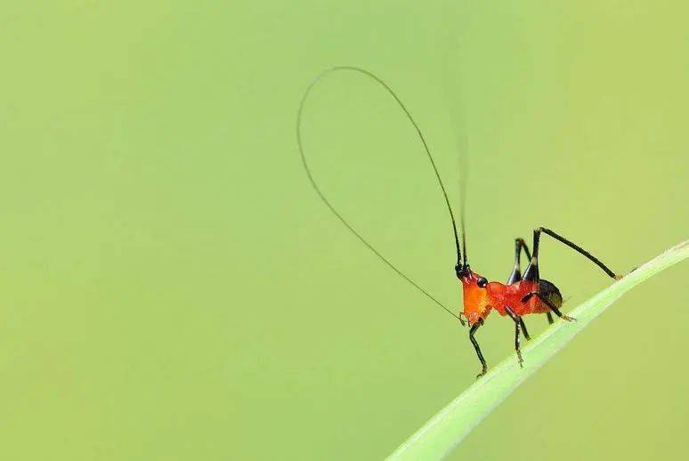 但是断句如果作"螽斯羽",那么主语就成了这种小昆虫的翅羽,也就是说是