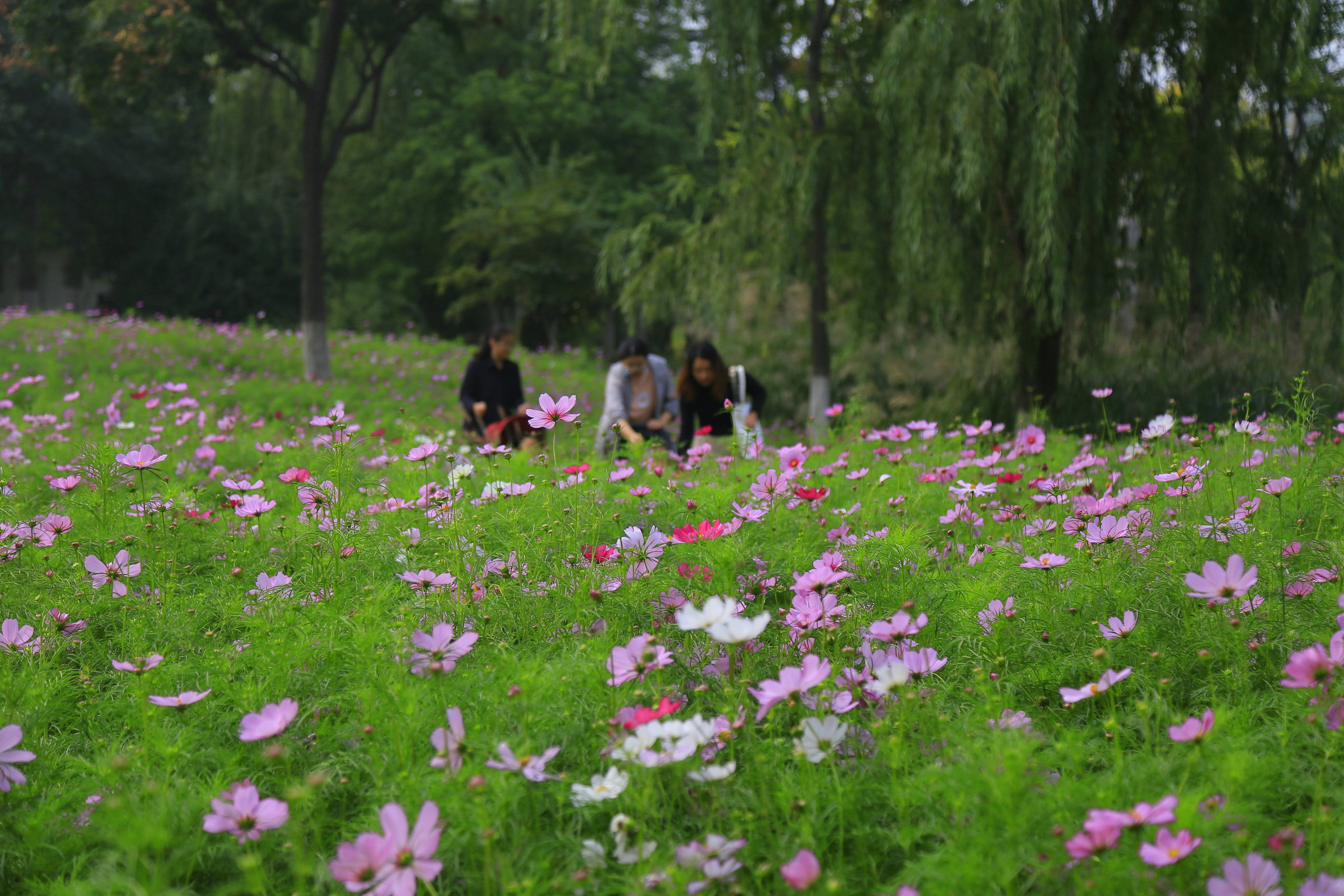 国庆赏花海 醉美植物园